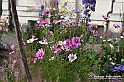 VBS_6774 - FLOREAL Ottobre 2022 - Tre giorni di fiori, piante e bellezza